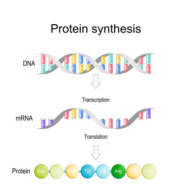 Çeviri ve çeviri. Protein sentezi. Transkripsiyon sırasında DNA 'nın bir kısmı mRNA' ya dönüştü. mRNA, proteindeki amino asitlerin dizisini belirleyen ribozomlar tarafından okunur. Vektör illüstrasyonu