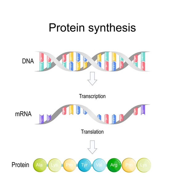 Transcrição Tradução Síntese Proteínas Durante Transcrição Uma Seção Adn Convertido —  Vetores de Stock