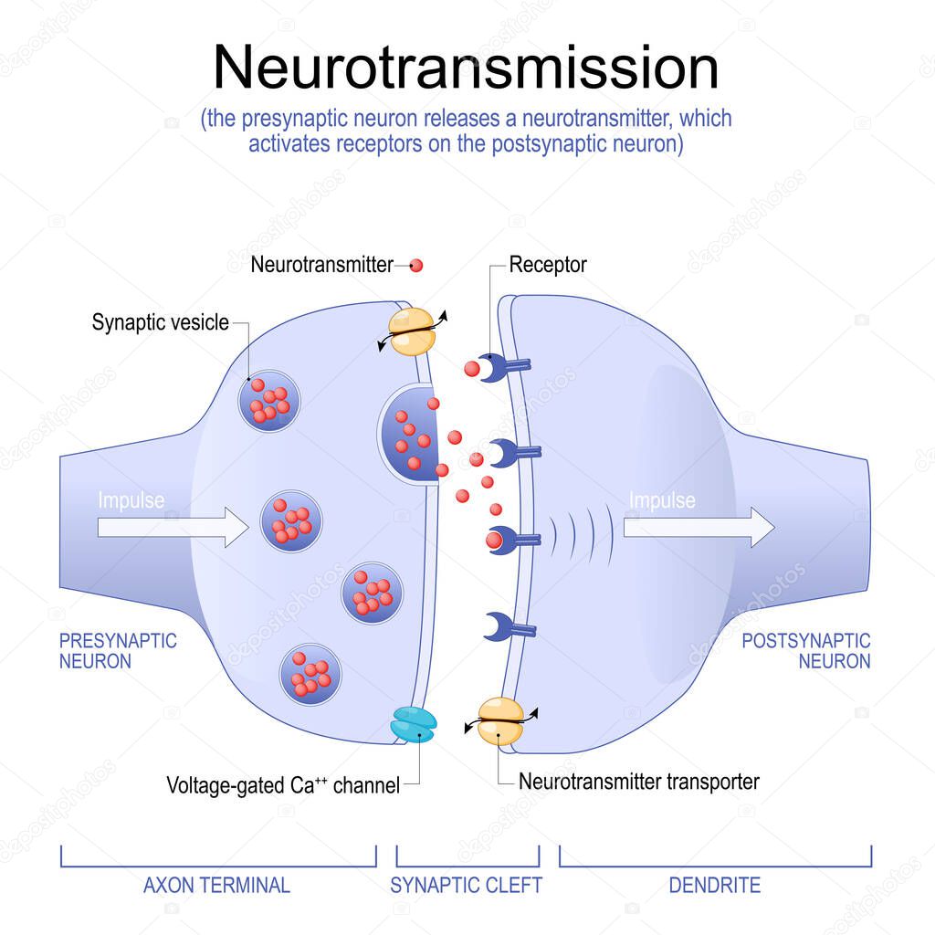 Neurotransmission. the presynaptic neuron releases a neurotransmitter, which activates receptors on the postsynaptic neuron. Synapse Structure. Neurotransmitter, synaptic vesicles and synaptic cleft. Anatomy of neurons. Vector Illustration.