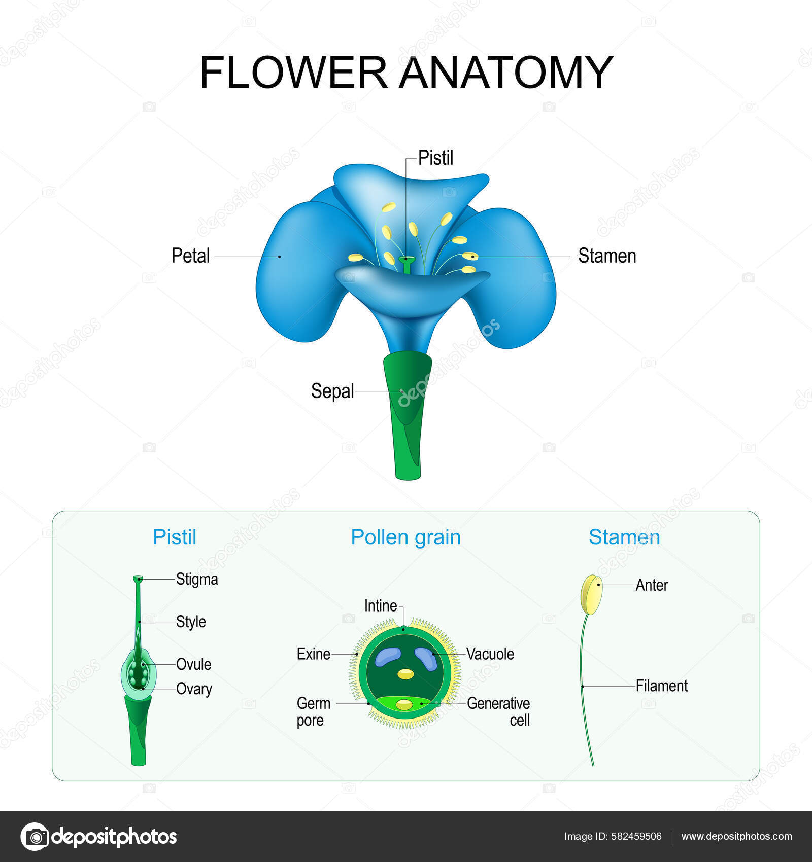 Anatomie Des Fleurs Structure Des Grains Pistil D'étamine Pollen Gamete Vecteur par ©edesignua
