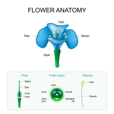 Flower anatomy. Structure of Pistil, Stamen, and Pollen grain. Gamete in Plants. Male and Female  Reproductive System in Plants. vector poster for education clipart