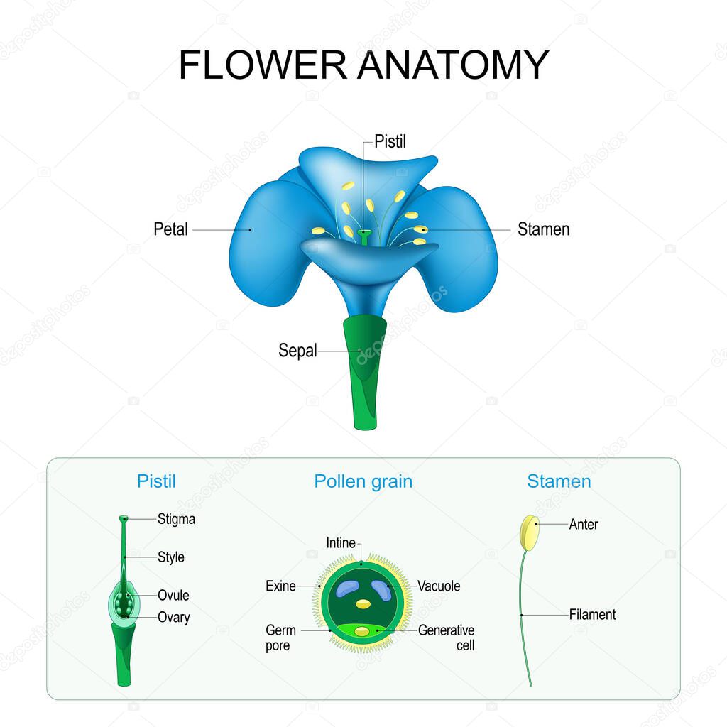 Flower anatomy. Structure of Pistil, Stamen, and Pollen grain. Gamete in Plants. Male and Female  Reproductive System in Plants. vector poster for education