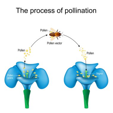 pollination. Honey bee is an animal of pollinator, flower, and pollen. Detailed Diagram. Reproduction in Plants. Vector poster for study botany, science, and education use