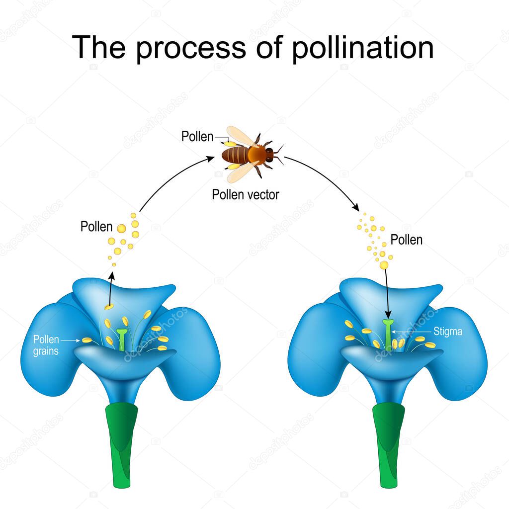 pollination. Honey bee is an animal of pollinator, flower, and pollen. Detailed Diagram. Reproduction in Plants. Vector poster for study botany, science, and education use
