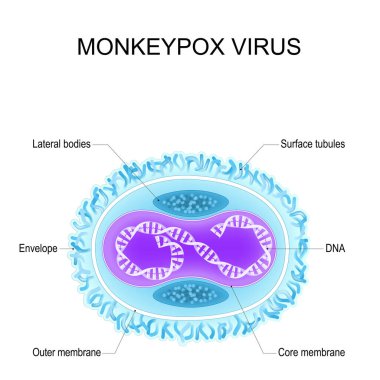 Monkeypox virus. Anatomy of Orthopoxvirus virus. Structure of Virion. Vector poster