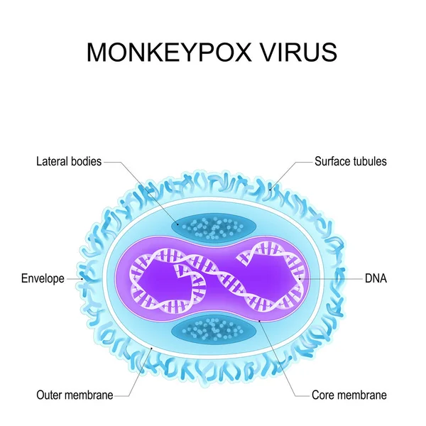 Virus Cacar Monyet Anatomi Orthopoxvirus Struktur Virion Poster Vektor - Stok Vektor