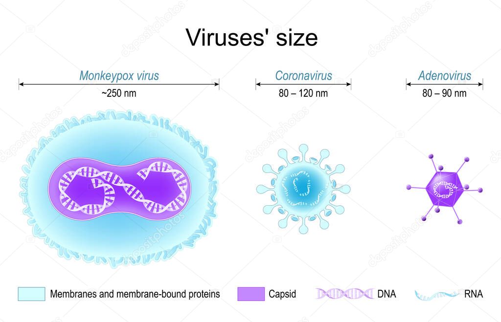 Comparison of viruses' size. monkeypox, SARS CoV-2 or coronavirus, and adenovirus. Different structure of viruses: Membrane proteins, capsids, DNA and RNA. Vector poster