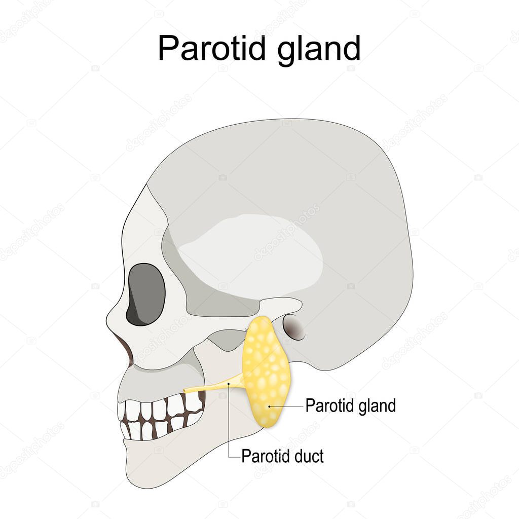 Location of the left parotid gland in humans. Humans skull with salivary gland and parotid duct. vector illustration