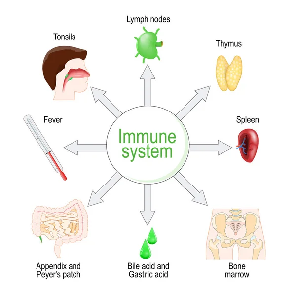 Immune System Organs Function Vector Diagram — Wektor stockowy