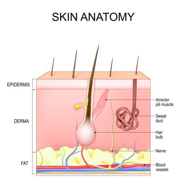 Skin structure and anatomy. Layers Of Human Skin with hair follicle, sweat and sebaceous glands. Epidermis, dermis, hypodermis. vector illustration