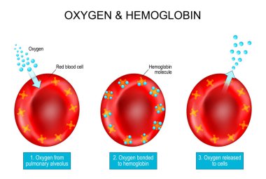 Oxygen and Hemoglobin. Red blood cells with hemoglobin molecule. vector Poster about Oxygen transport. Oxygen from pulmonary alveolus bonded to hemoglobin. erythrocytes carries oxygen molecules and released to cells