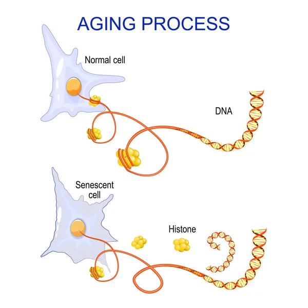 Aging Process Cells Chromatin Dna Histones Change Ageing Senescent Cells — Archivo Imágenes Vectoriales