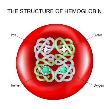 Structure of hemoglobin into a Red blood cell. haemoglobin moleculewith a Heme group. Vector poster clipart
