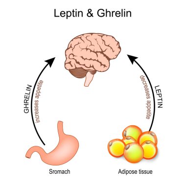 Ghrelin and leptin. hormones that regulate appetite. Leptin the satiety hormone. Ghrelin the hunger hormone. Human's brain, stomach and adipose tissue. Vector poster