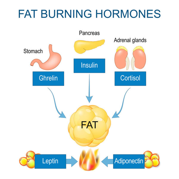 Fat burning hormones. Adiponectin, Leptin, Ghrelin, Cortisol, and Insulin. Internal organs that produced hormones for stimulating process of Fat burning. Human endocrine system, metabolism. Appetite and hunger. Hormones that regulate energy balance i