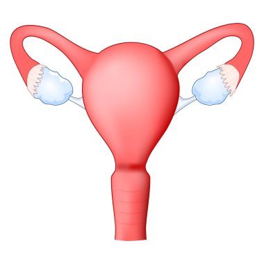 Human uterus with Vagina, ovary, and Fallopian tube. Female reproductive system. Frontal view. Human anatomy. icon. Realistic medical illustration. Vector poster