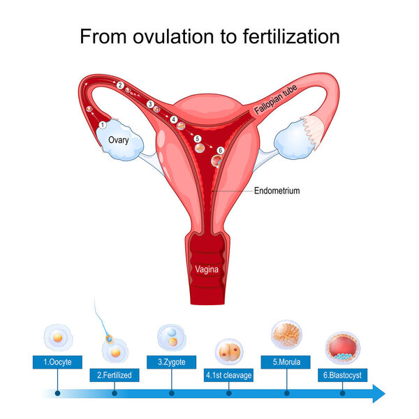 оплодотворение и имплантация овуляции. Человеческая матка со спермой и ооцитом, которые растут после оплодотворения. развитие человеческого эмбриона от зиготы до Морулы и бластоцисты. анатомия женской репродуктивной системы. векторный плакат