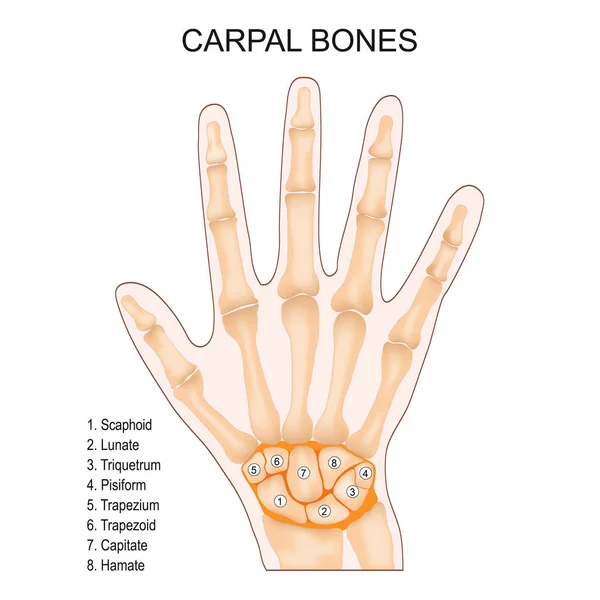 Ossos Carpo Anatomia Mão Humana Pequenos Ossos Pulso Escaphoide Lunado —  Vetores de Stock