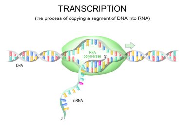 DNA 'sı, Bay Nana' ya ait. DNA kopyalama için RNA polimeraz. vektör illüstrasyonu