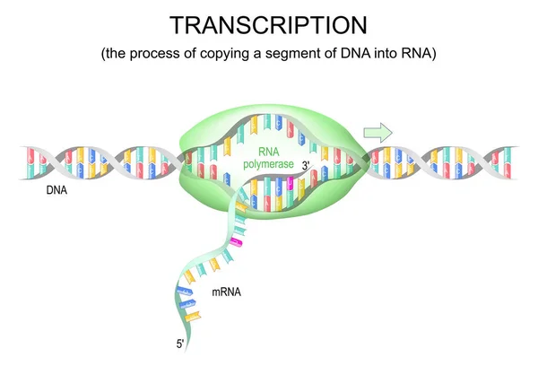 Transcriptie Van Dna Naar Mrna Rna Polymerase Voor Dna Replicatie — Stockvector