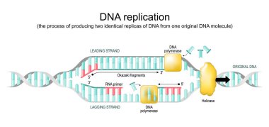 DNA kopyası. Biyolojik süreç, özdeş iki kopyayı tek bir molekülden üretmek. Kopyalama çatalı. Vektör diyagramı her iki DNA sarmalının da nasıl açılıp kopyalandığını gösteriyor. Eğitim afişi