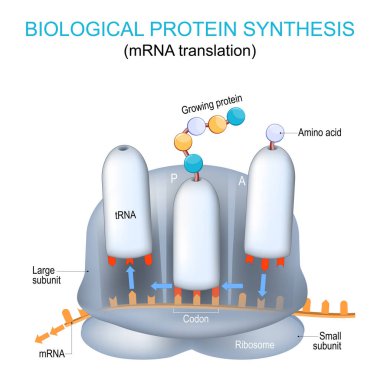 Ribozom yapısı ve anatomisi. Biyolojik protein sentezi. mRNA çevirisi ve proteinlerin ribozom tarafından sentezlenmesi. mRNA ve tRNA arasındaki fark. Eğitim ve bilim için vektör posteri.