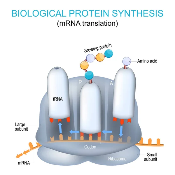 核糖体结构和解剖 生物蛋白质合成 Mrna翻译和核糖体蛋白质合成 Mrna和Trna的差异 教育和科学病媒海报 — 图库矢量图片