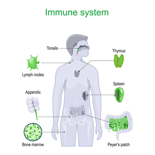 Immune system. Structure and Internal organs of Lymphatic system. Vector illustration.