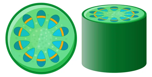 Sistema Tecido Vascular Planta Xilema Floema Secção Transversal Caule Planta —  Vetores de Stock