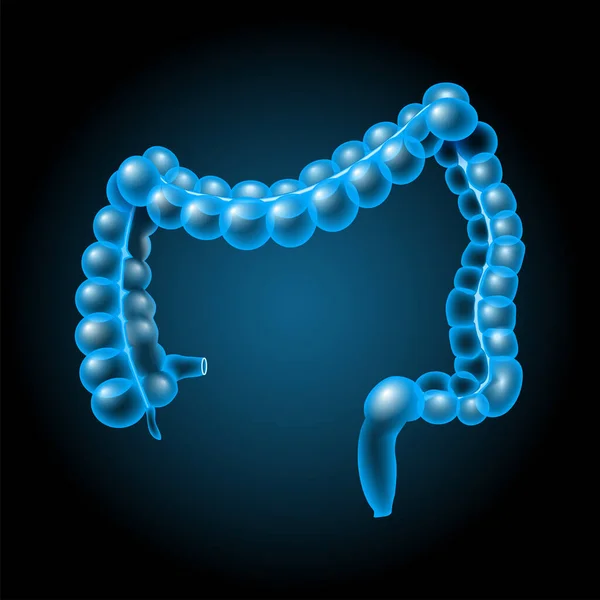 大腸だ 大腸菌 大腸菌 直腸菌 肛門管の一部 X線青現実的な消化管 暗い背景に人間の消化器系 ベクターポスター — ストックベクタ