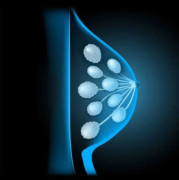 Brustanatomie Realistisches Plakat Querschnittsschema Der Brustdrüse Mit Brustwarze Lappen Und — Stockvektor