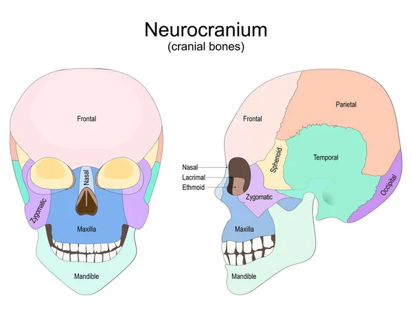 Cráneo Humano Desde Vista Frontal Lateral Neurocráneo Huesos Craneales Cartel — Vector de stock