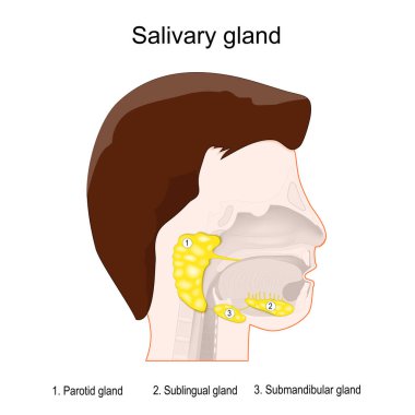 Tükürük bezleri anatomisi. Üç ana tükürük bezine sahip insan kafası: parotid, submandibular ve dilaltı. Bir kanal sistemi aracılığıyla tükürük salgılayan egzokrin bezleri. Vektör posteri