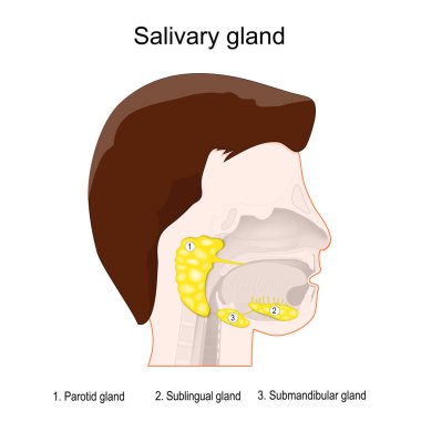 salivary glands anatomy. Human's head with three main paired salivary glands: Parotid, Submandibular, and Sublingual. exocrine glands that produce saliva through a system of ducts. Vector poster clipart