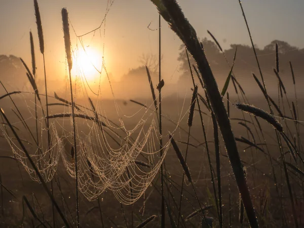 일출을 배경으로 거미줄을 — 스톡 사진