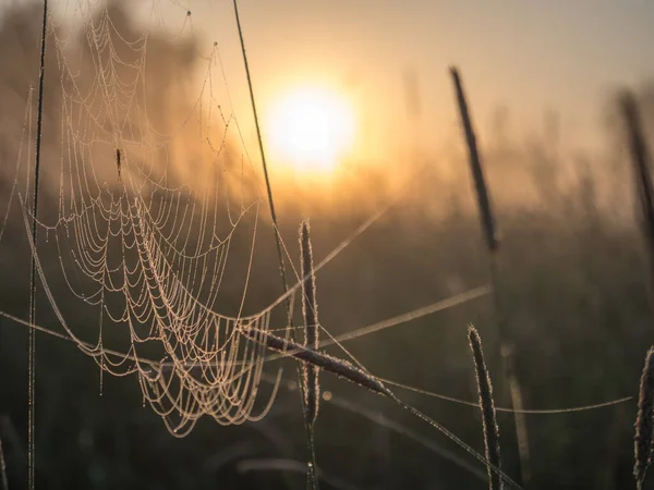Spider Web Background Sunrise Spring Landscape —  Fotos de Stock