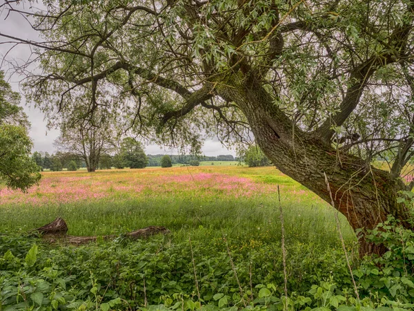 Красочный Луг Большим Деревом Подлясье Подлахия Польша Европа Область Называется — стоковое фото