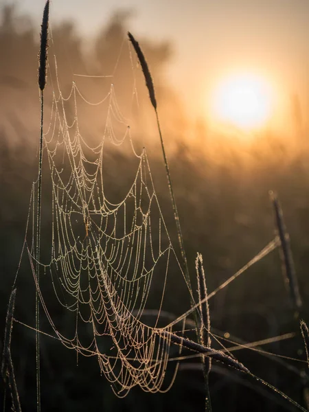 Spider Web Background Sunrise Spring Landscape —  Fotos de Stock