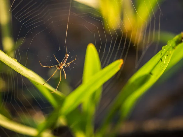 Spider Web Background Sunrise Spring Landscape — Fotografia de Stock