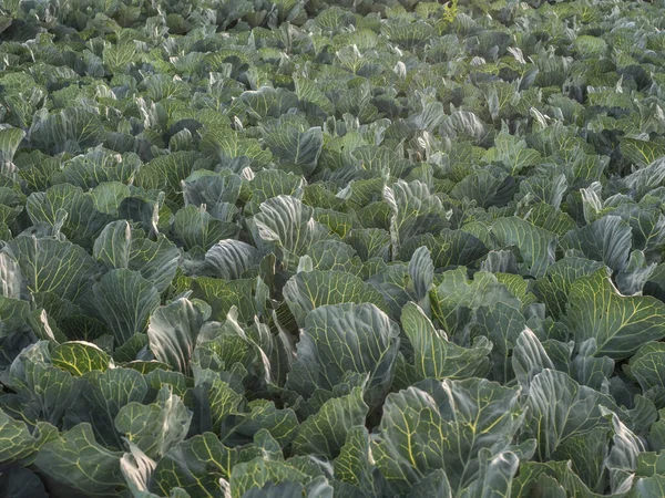 Field Young Cabbage Sunrise — Photo