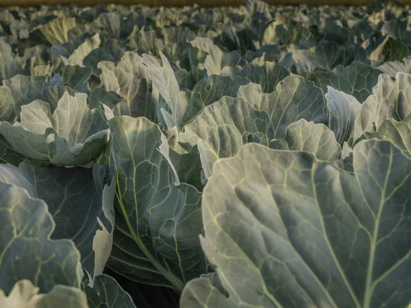 Field Young Cabbage Sunrise — Photo