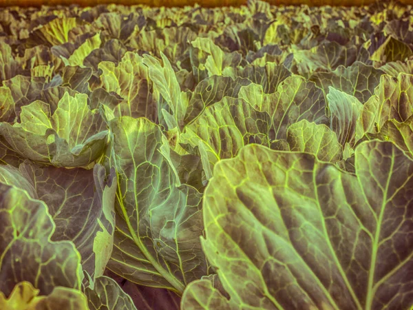 Field Young Cabbage Sunrise — Photo