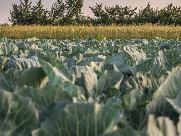 Field Young Cabbage Sunrise — Photo