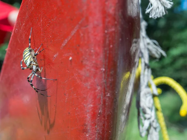 Huge Colorful Spider Red Canoe Canoeing Excursion Wasp Spider — ストック写真