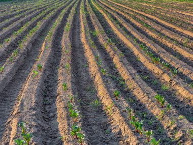 Gün batımında genç pancar tarlası
