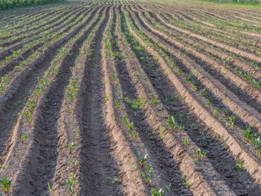 Gün batımında genç pancar tarlası