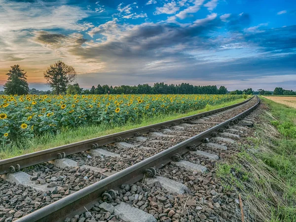 Field Sun Flower Next Railroad Tracks Sunset — Stock Photo, Image
