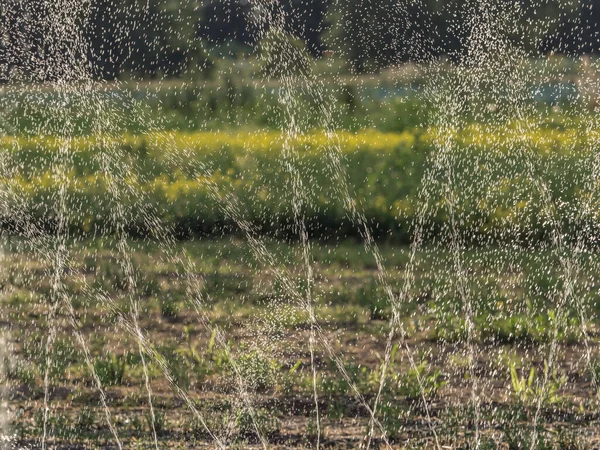 Watering Field Dry Season Summer Small Village Warsaw — 스톡 사진