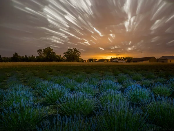 Blooming Fields Lavender Night Poland — ストック写真