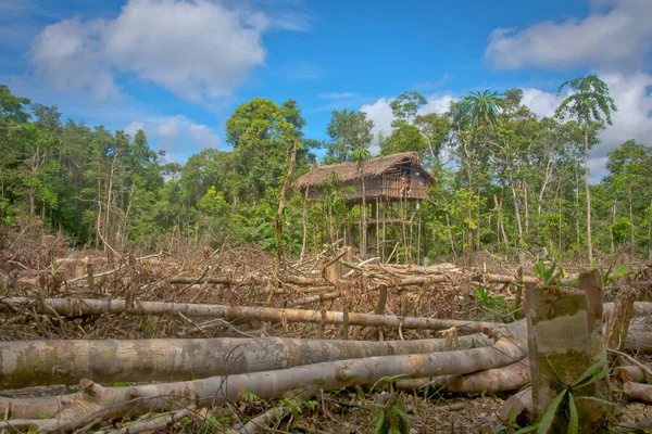 Jungle Indonesia January 2015 Houses Trees Way Korowaya Tribe Builds — Stock Photo, Image